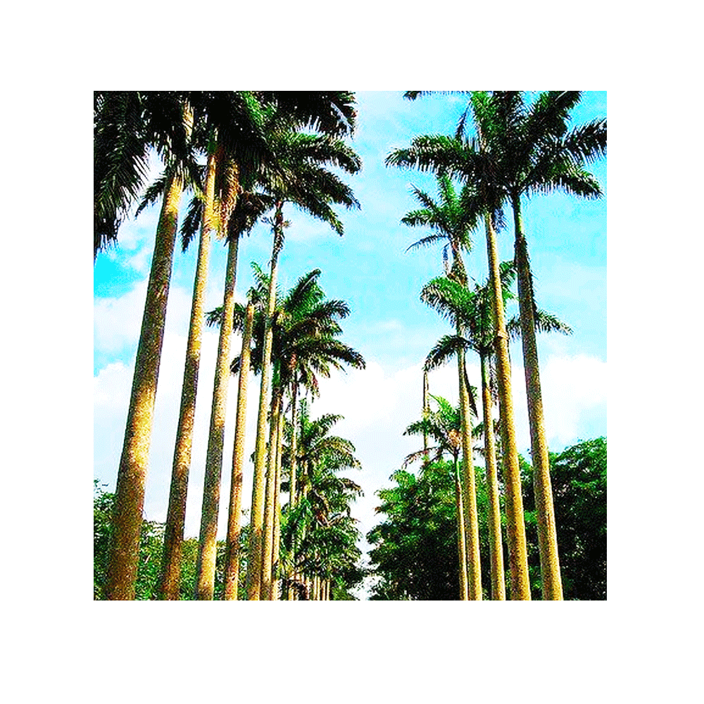 Image link