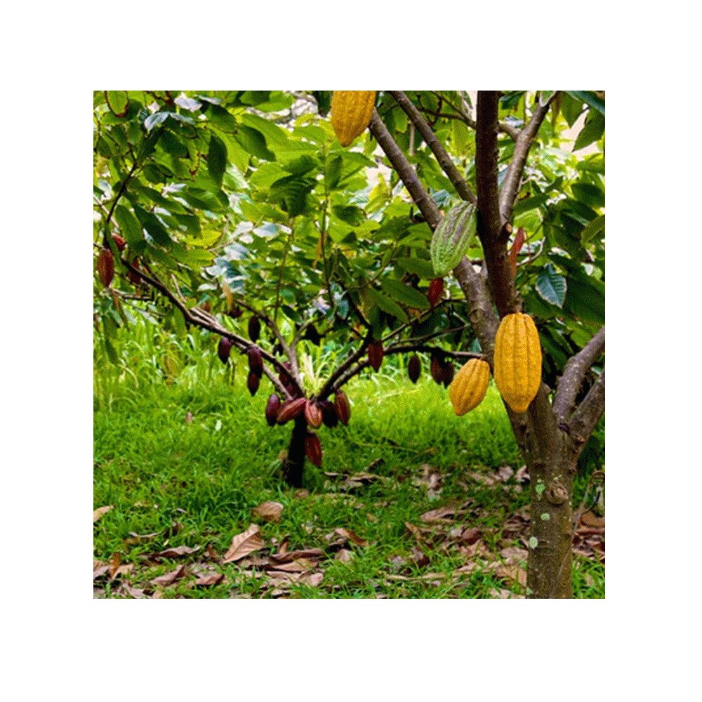 Image link